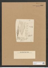 Berkeleya bombycina (Kuetz.) Grun. (de-Toni-Nr.: Genus 21, Species 1221) Zeichnungen Sammlung Grunow Nr. 2362 (NHMW-BOT-W0369495)